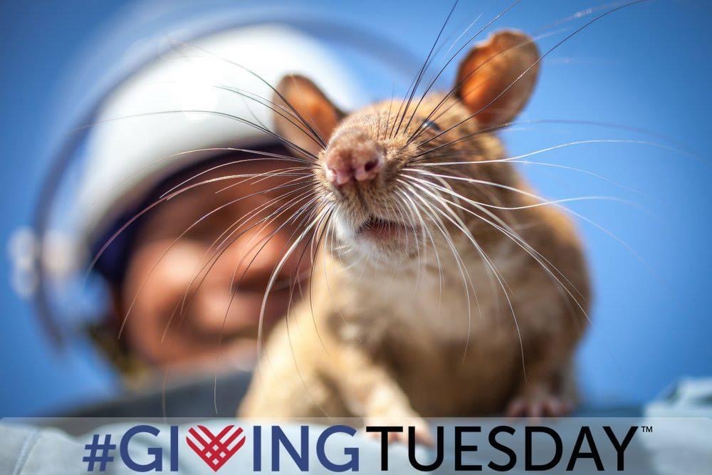 herorats's tweet image. TOMORROW is #GivingTuesday and all donations will be matched at 100%. All over the world  people are prevented from using land to grow food, raise livestock or play due to the threat of landmines. Help APOPO find these killers and breathe life into impacted communities.