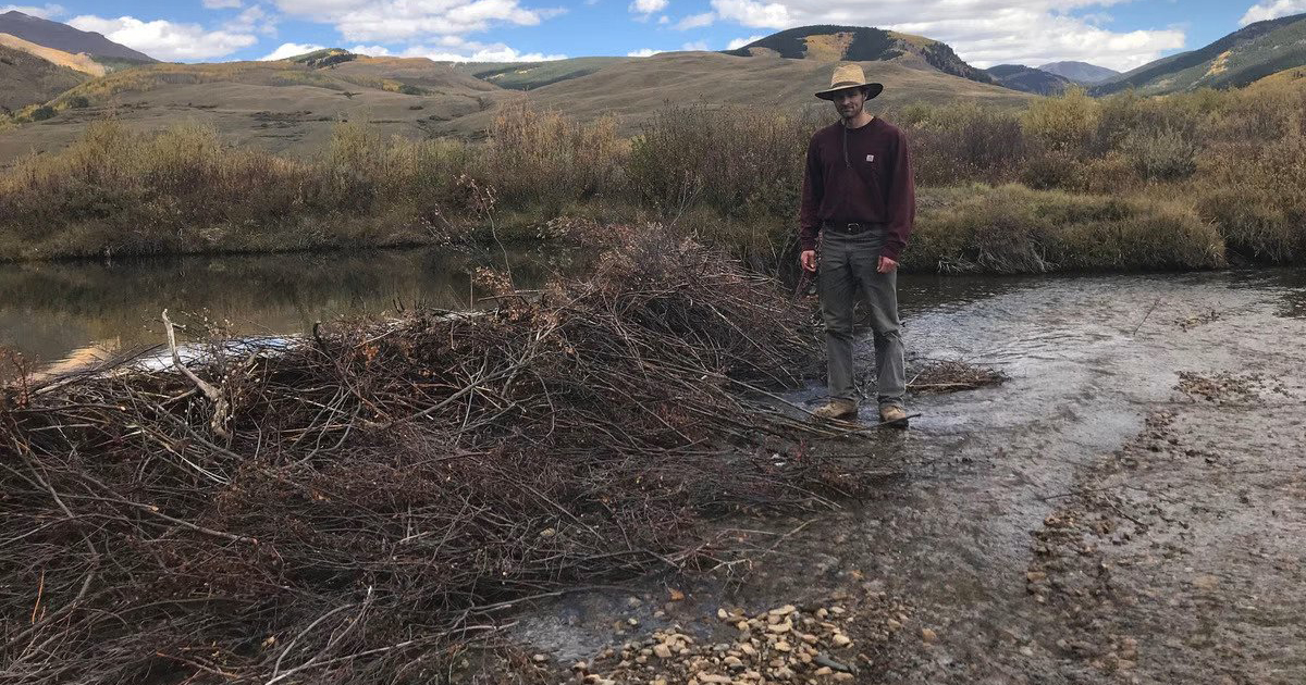 To most people, beaver dams look like a messy pile of sticks. New studies suggest they serve many environmental benefits. Check out our latest blog entry for more info. news.awwa.org/3UMWl99