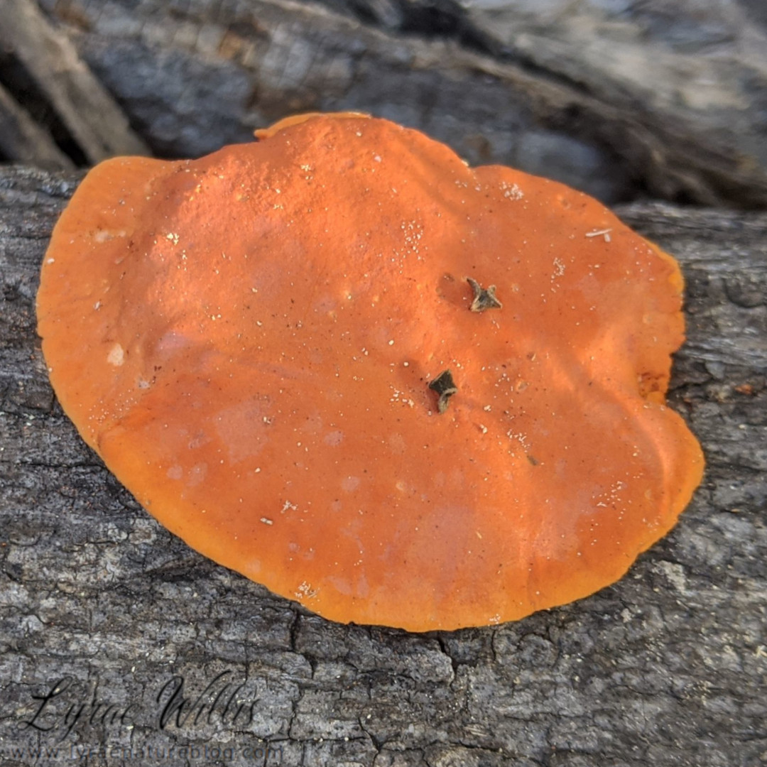 lyraenatureblog's tweet photo. For #MushroomMonday here is #Stereum lobatum from #Georgia, #Trametes cinnabarina from #Sinaloa, Mexico, #Panus neostrigosus from #Tennesee, and #Auricularia spp from #Georgia https://t.co/XuWdkhRW6i