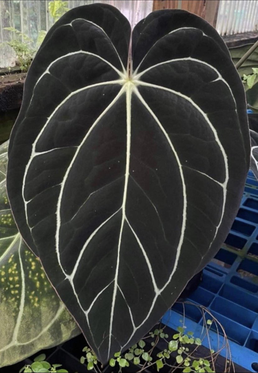 식모닝🌱 안스리움 카라블랙키이아에 💚