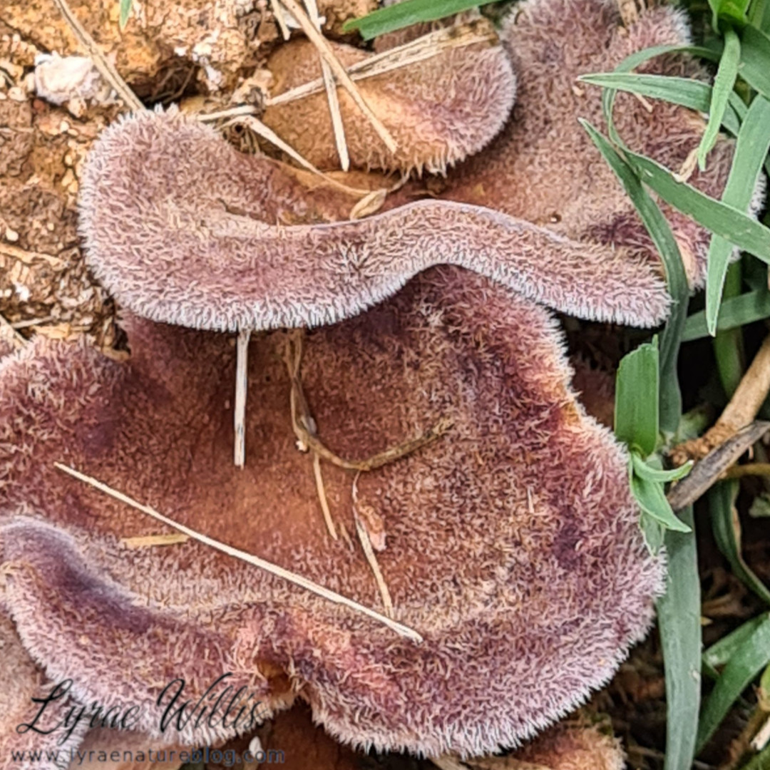 lyraenatureblog's tweet photo. For #MushroomMonday here is #Stereum lobatum from #Georgia, #Trametes cinnabarina from #Sinaloa, Mexico, #Panus neostrigosus from #Tennesee, and #Auricularia spp from #Georgia https://t.co/XuWdkhRW6i