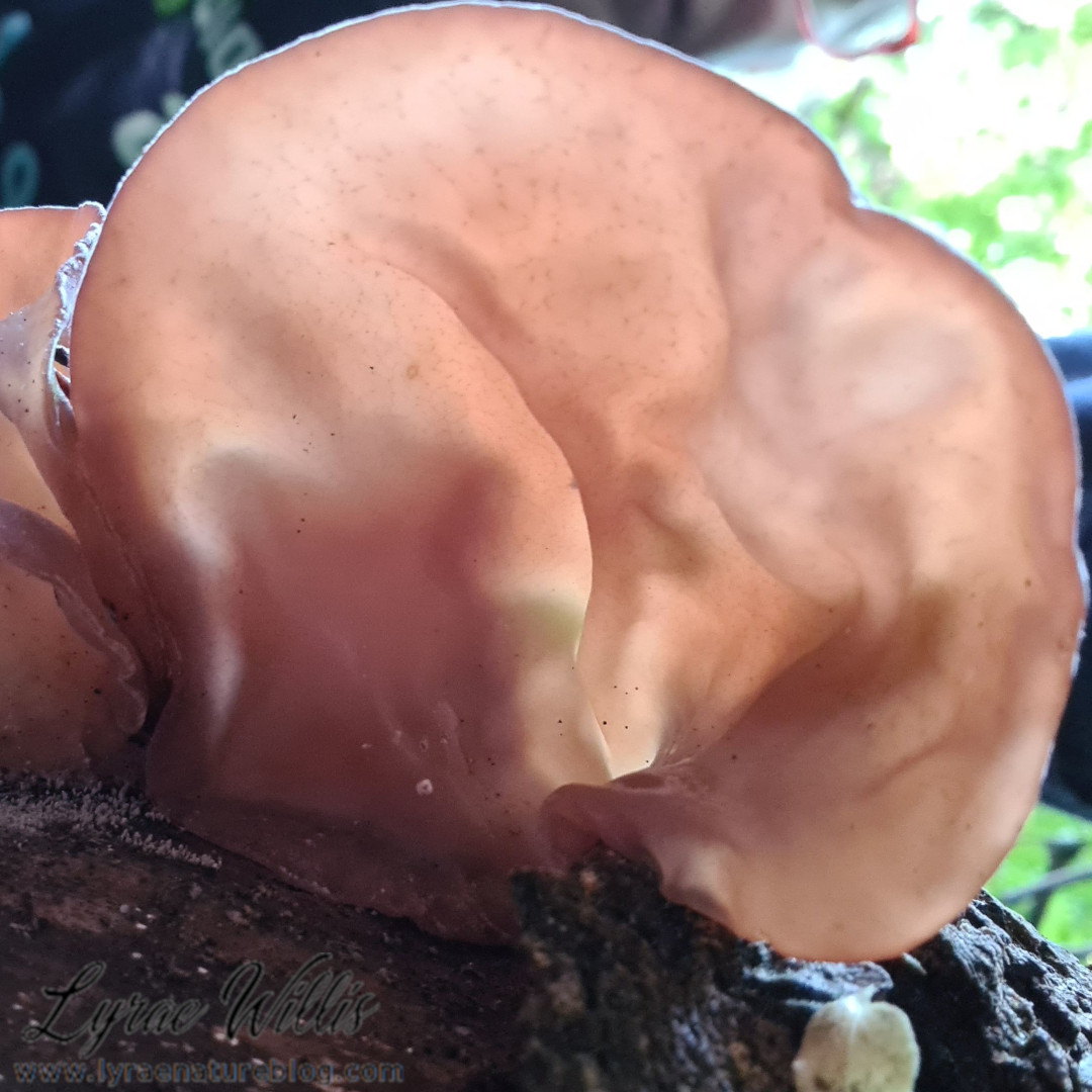 lyraenatureblog's tweet photo. For #MushroomMonday here is #Stereum lobatum from #Georgia, #Trametes cinnabarina from #Sinaloa, Mexico, #Panus neostrigosus from #Tennesee, and #Auricularia spp from #Georgia https://t.co/XuWdkhRW6i