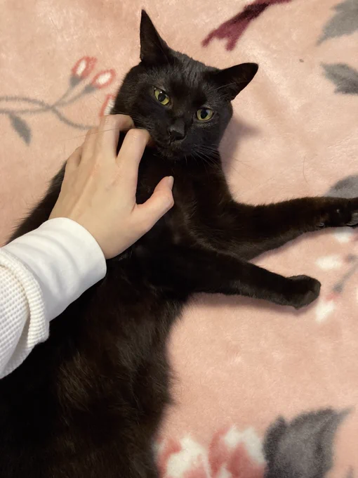 ネコチャンとずっと戯れていたい 