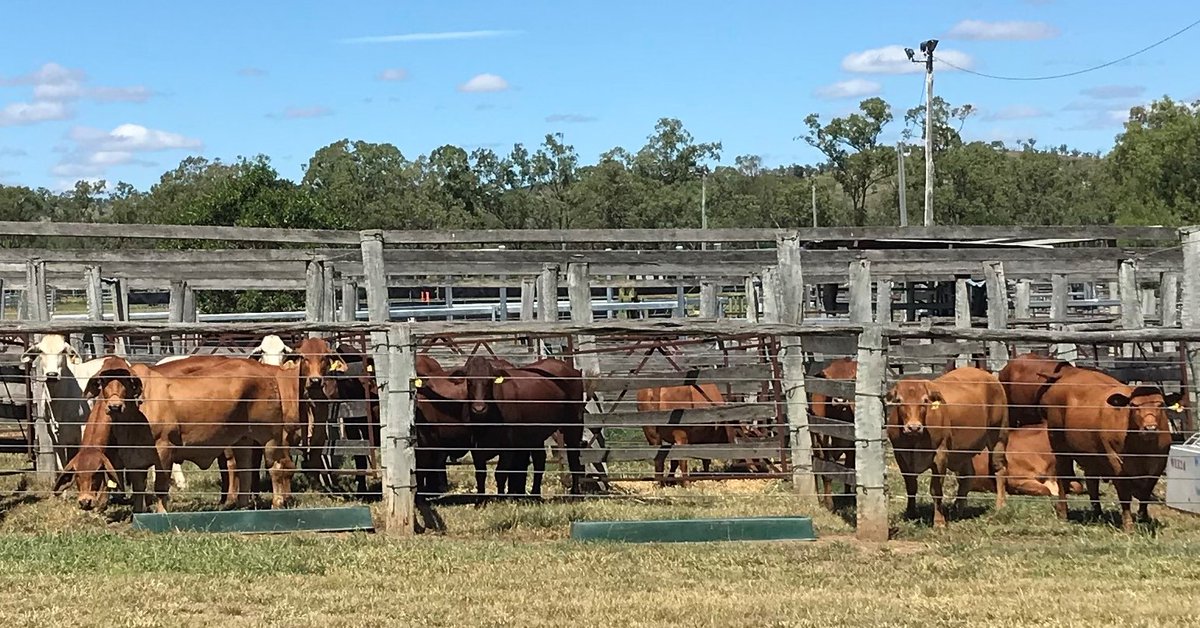 'In terms of genetic evaluation, the Repronomics project is a landmark study,” says Dr David Johnston from @AGBU_GENE
Read more about the achievements of the Repronomics project, as celebrated at a recent field day, in the Spring 2022 #SBTSTBTS Update: bit.ly/3TO679r