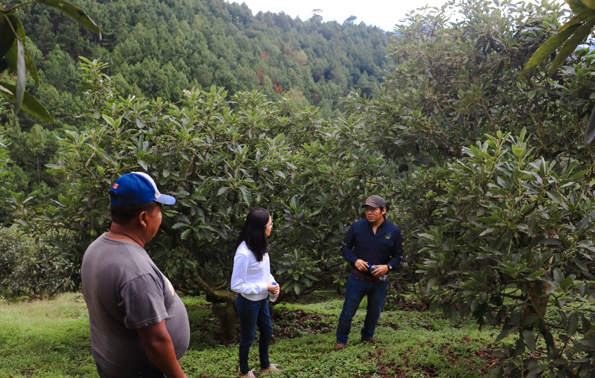 En el marco de <a href="/ASPIRE_Proyecto/">Proyecto ASPIRE</a>, financiado por <a href="/USAIDGuate/">USAID Guatemala</a>, implementado por <a href="/MIT/">Massachusetts Institute of Technology (MIT)</a>, <a href="/uvggt/">Universidad del Valle de Guatemala</a> y <a href="/AGEXPORTGT/">AGEXPORT</a>, se busca desarrollar investigaciones que contribuyan al desarrollo sostenible de la cadena del aguacate 🥑