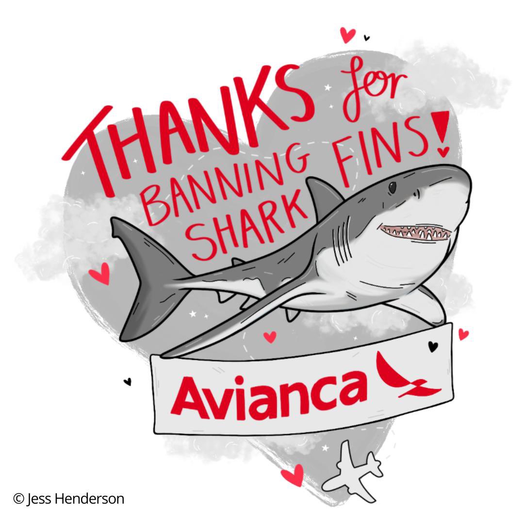 GRACIAS @Avianca @AviancaSAM @Avianca_Cargo 💙 Oficialmente aerolínea #libredealeta de tiburón. 

La segunda aerolínea más grande de #Latinoamérica anunció la prohibición TOTAL de aletas de tiburón en su carga comercial.

#VuelaSinAletas ✈️🔱

<a href="/SOAlliance/">Sustainable Ocean Alliance (SOA)</a> <a href="/sharkproject/">Sharkproject International</a>