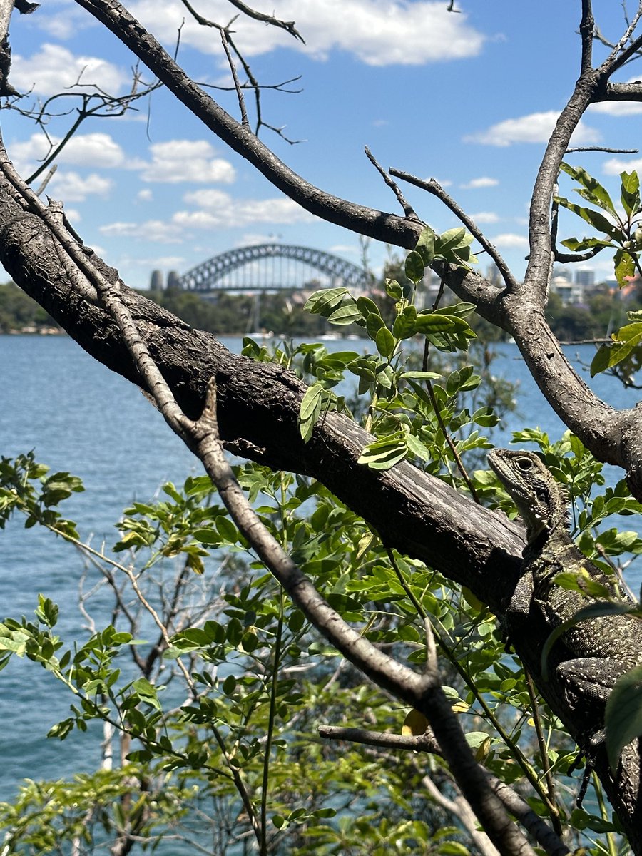 phillpullinger's tweet image. Water Dragon chilling by the harbour bridge