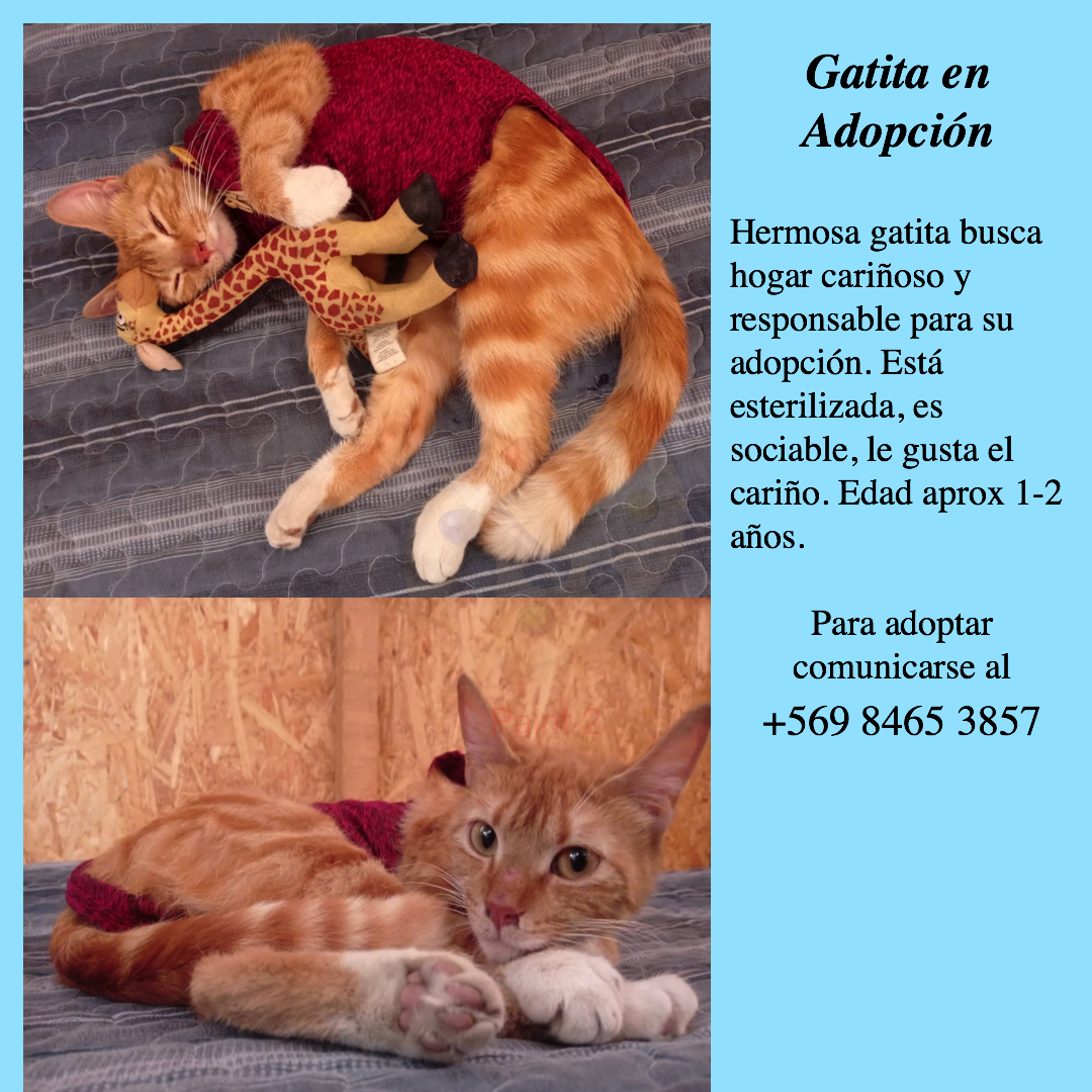 CASO EXTERNO
_____________

Hermosa gatita busca un hogar para adopción responsable. Está esterilizada, es cariñosa y le gusta que la acaricien. Para adoptar comunicarse al +569 8465 3857 
En 📍#Santiago

#AdoptaNoCompres 
#CatsOfTwitter
