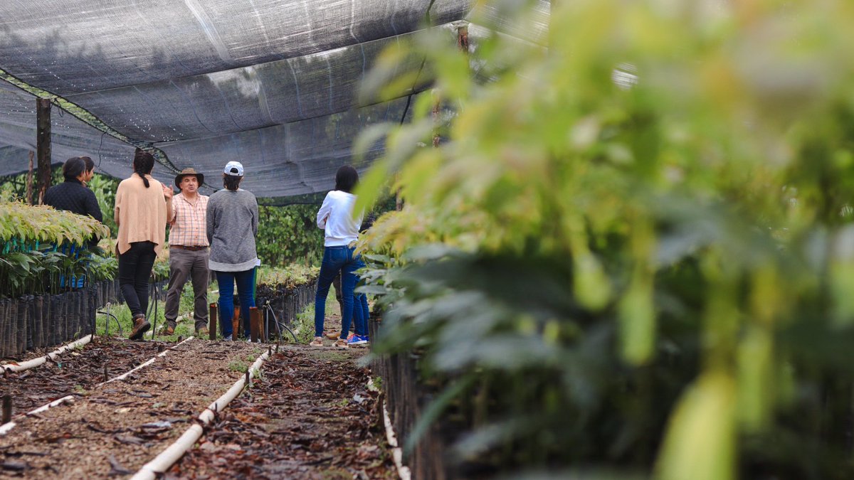 Como parte de las acciones, investigadores y estudiantes de <a href="/uvggt/">Universidad del Valle de Guatemala</a>, junto a personal de <a href="/AGEXPORTGT/">AGEXPORT</a>, visitaron la empresa exportadora Frutesa, finca El Cielo y vivero de aguacate Hass de la empresa Frutitos, S.A. para conocer los procesos del mercado actual ✅️