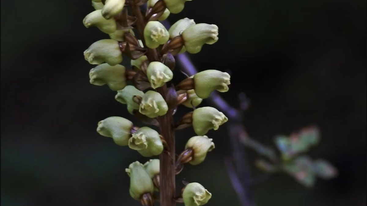 doublerainbow's tweet photo. "We are unlocking the full therapeutic potential of natural products, such as Gastrodin, by creating sustainable, high-quality production methods for rare ingredients." - Co-Founder, Jing-ke Weng Learn More: https://t.co/O3fbhA0aWz https://t.co/JG7Wk48O4M