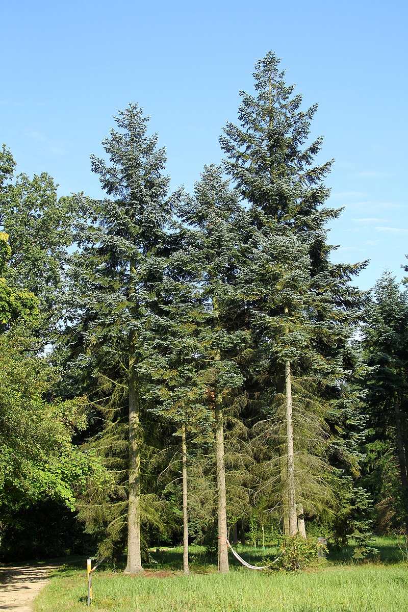 arbornote's tweet photo. With the holiday season upon us, our tree of the week has to be a Noble Fir (Abies procera) which is always a popular choice of Christmas tree due to their symmetrical, strong branches. https://t.co/GsG5TmTKcz