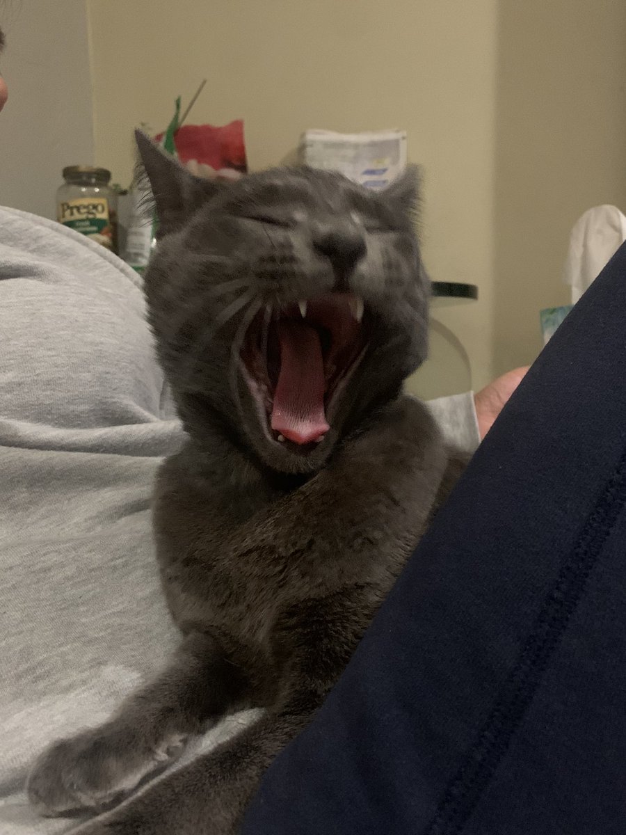 bagelvlr's tweet photo. bagel#cat https://t.co/9QeWahk4c1