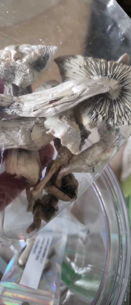 ckennedyallied's tweet photo. Mushroom tea is what is on the menu https://t.co/S420ZmgGnX