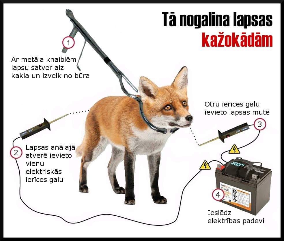 Zooteeka's tweet photo. 🦊 Lapsas zvēraudzētavās nogalina ar elektrību. Kāpēc? Naudas dēļ: nogalinot ar elektrību, mazāk sabojā kažokādu - nav caurumu un asins traipu.

Paraksti ES pilsoņu iniciatīvu, lai šis murgs beidzas visā Eiropā: https://t.co/dbpJeondjW
Līdz vasarai valstīm kopā jāsavāc 1 miljons! https://t.co/TWCpGMmaMS