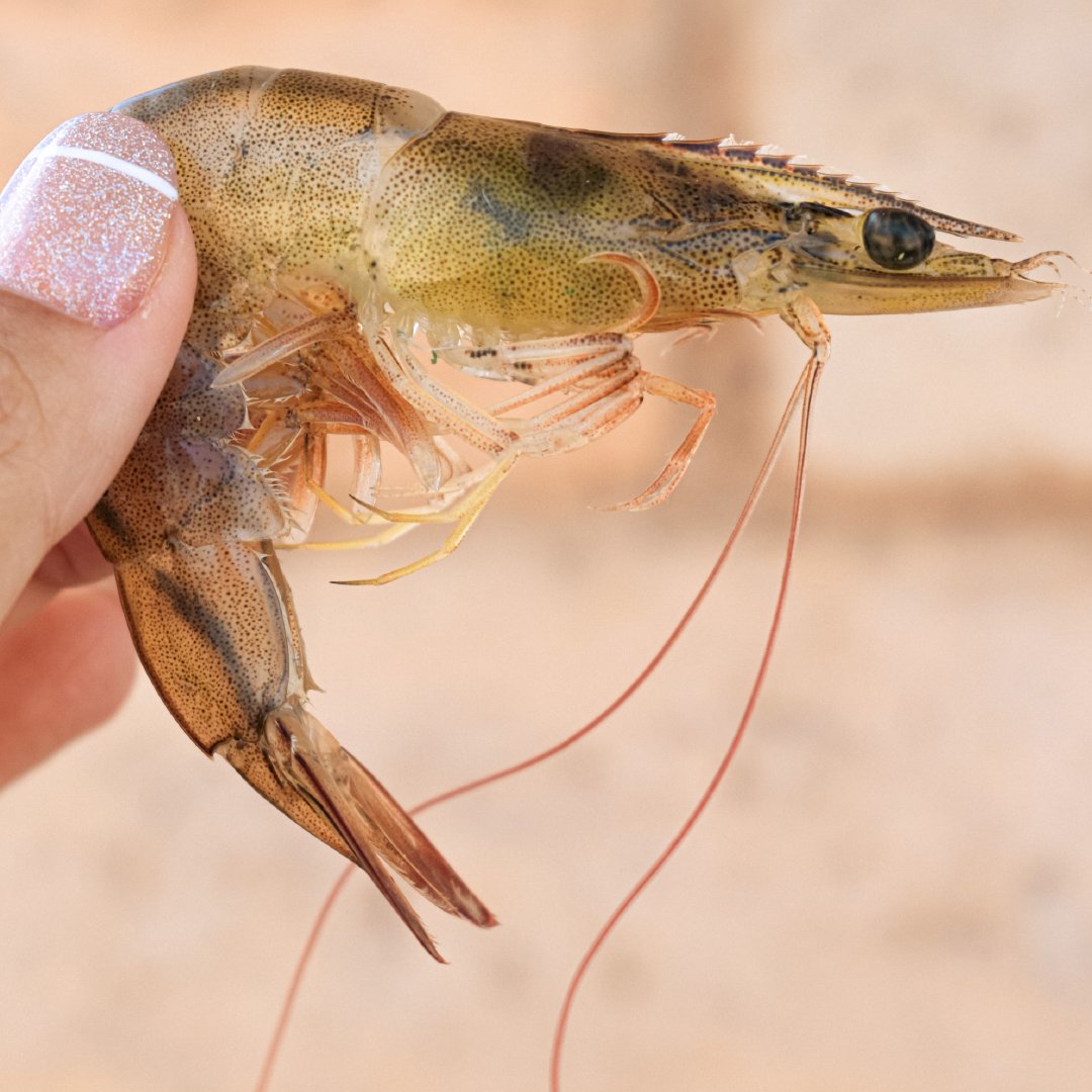 Este camarón contiene miles de beneficios para tu cuerpo, como omega 3, vitaminas y además está libre de hormonas. 💪

#delpacificoseafoods #camarondegranja #asc #granjaresponsable #responsiblyfarmraised
