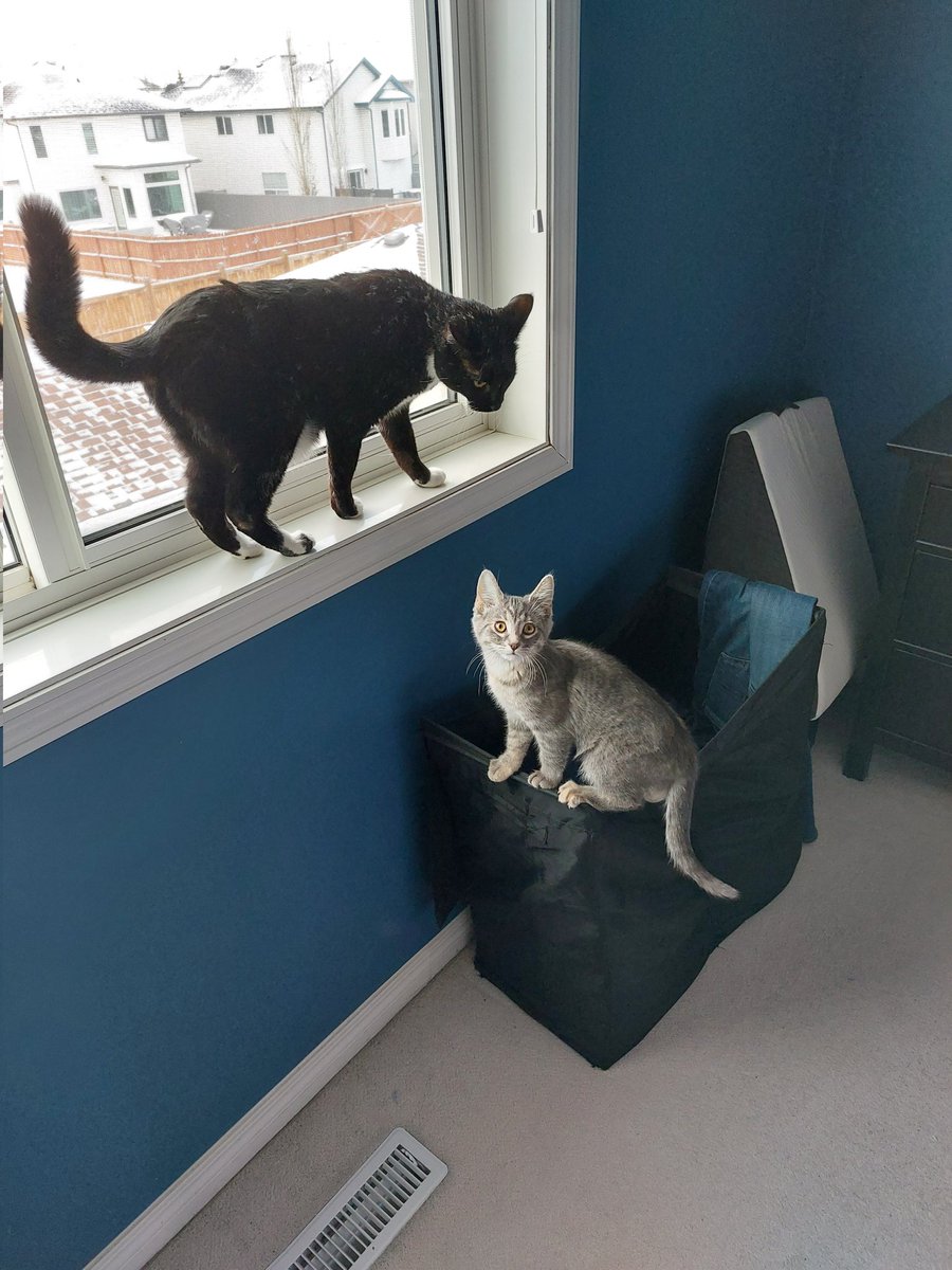 Top Dressed TV tweet media