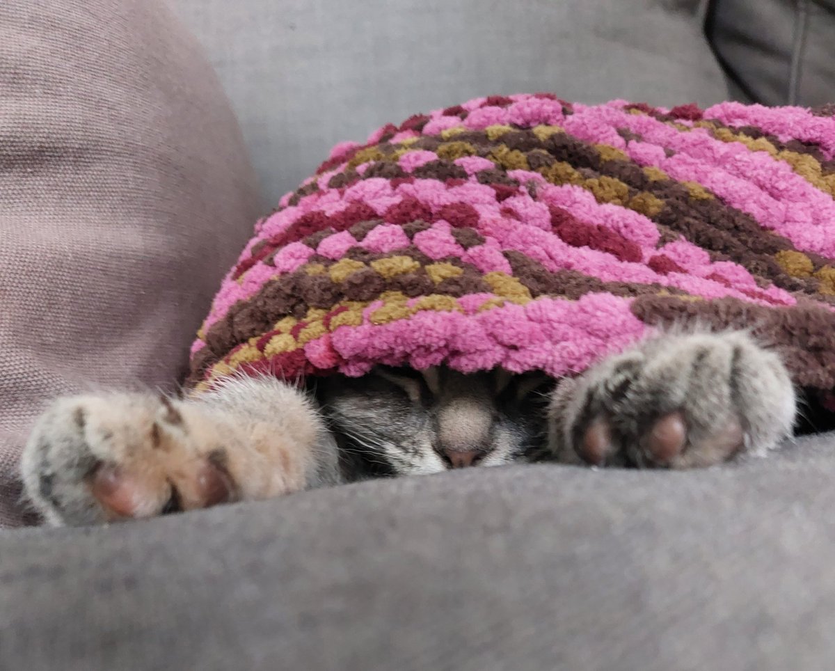 Top Dressed TV tweet media