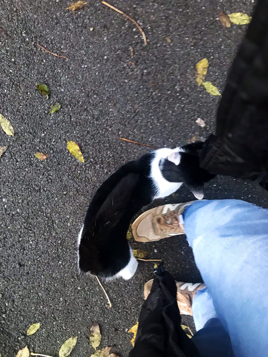realityglimpses's tweet photo. W domku … jutro wolne i tylko lista 50 spraw do załatwienia…więc parę spróbuję zdjąć z listy dzisiaj…i mam przyjaciela od dzisiaj. #CatsOfTwitter #CatsOfBelgium #Eupen Brykał sobie od osoby do osoby w parku. https://t.co/llOWUk9PRT