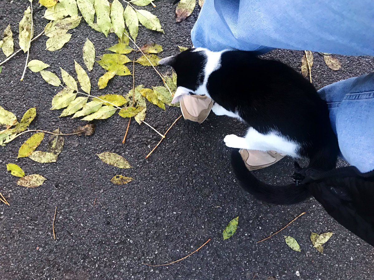 realityglimpses's tweet photo. W domku … jutro wolne i tylko lista 50 spraw do załatwienia…więc parę spróbuję zdjąć z listy dzisiaj…i mam przyjaciela od dzisiaj. #CatsOfTwitter #CatsOfBelgium #Eupen Brykał sobie od osoby do osoby w parku. https://t.co/llOWUk9PRT
