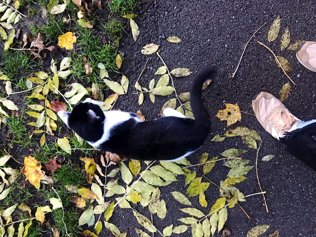realityglimpses's tweet photo. W domku … jutro wolne i tylko lista 50 spraw do załatwienia…więc parę spróbuję zdjąć z listy dzisiaj…i mam przyjaciela od dzisiaj. #CatsOfTwitter #CatsOfBelgium #Eupen Brykał sobie od osoby do osoby w parku. https://t.co/llOWUk9PRT