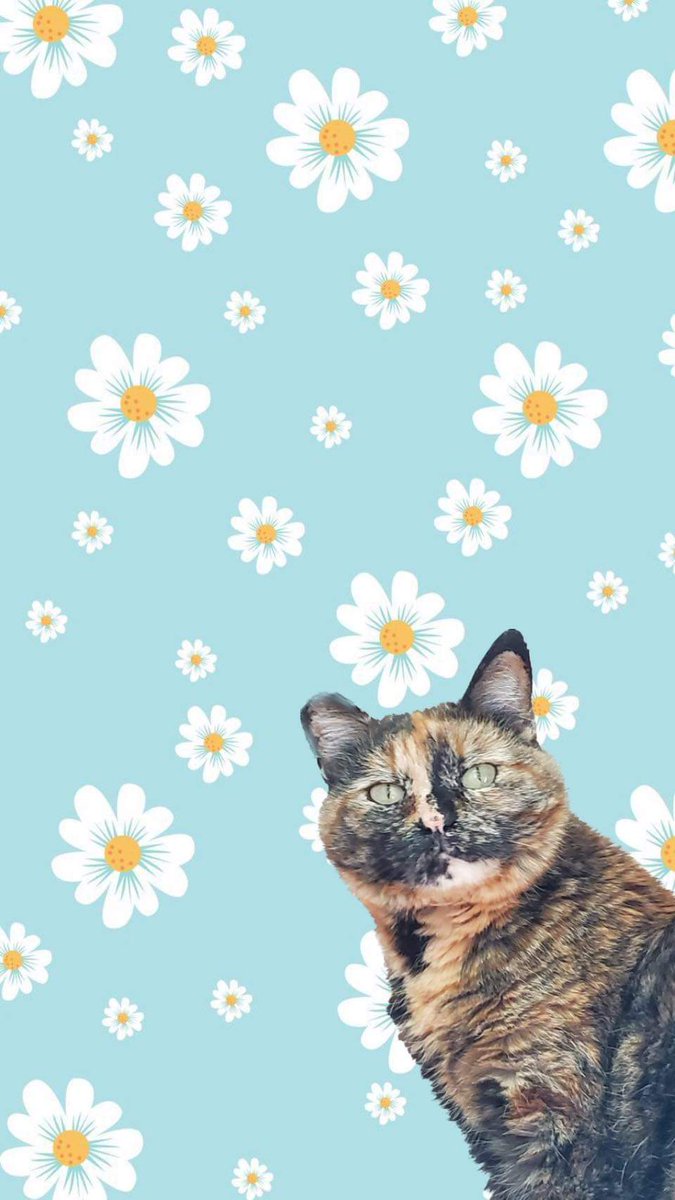 kim_chicat's tweet photo. Kimpapers (Kimchi wallpapers) for u (courtesy of @natashacaudilll ) https://t.co/00rXZbFBPm