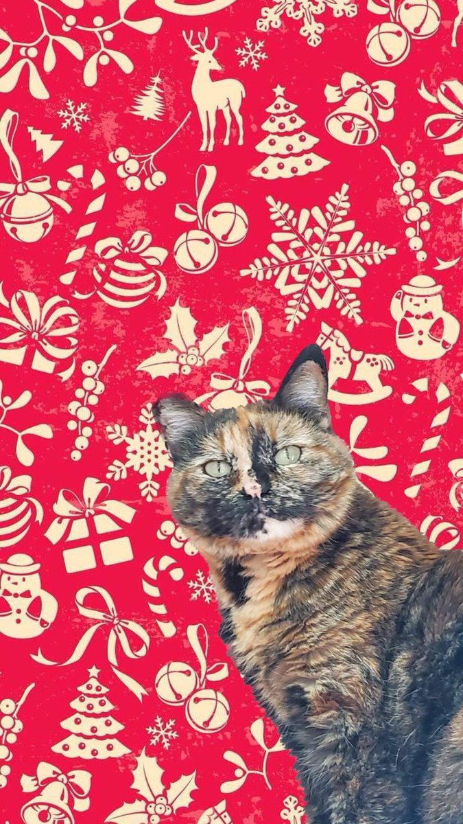 kim_chicat's tweet photo. Kimpapers (Kimchi wallpapers) for u (courtesy of @natashacaudilll ) https://t.co/00rXZbFBPm