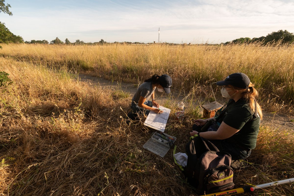 Evolution, ecology and biodiversity (EEB) majors get lots of different hands-on learning experiences in the college. Here, an EEB major bands and weighs young tree swallows as part of a study to preserve the birds that frequently visit the creek. #Wildlife #Birds