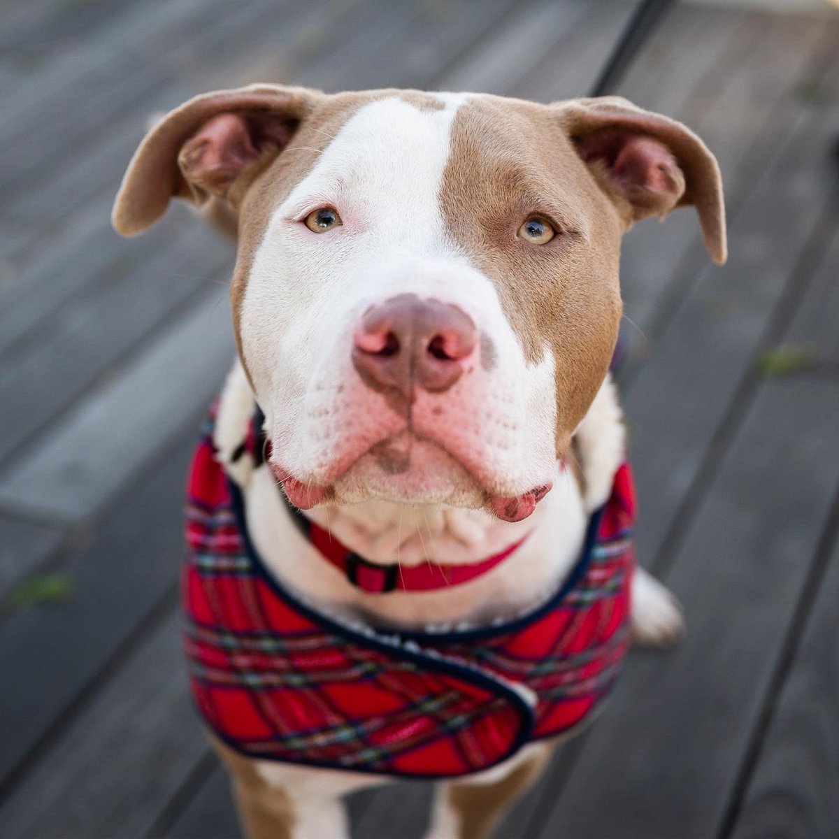 thedogist's tweet photo. Dobby, American Bully mix (2 y/o), Pier 84, New York, NY • “He’s a rescue from Alabama. He came with worms and all, which was fun. Our vet describes him as a lovable dope. He tends to injure himself a lot – he has ‘happy tail’ from wagging it too much.” https://t.co/YI5tFTX9wc