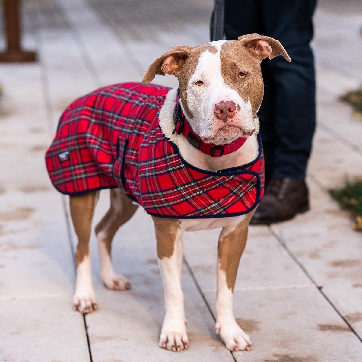 thedogist's tweet photo. Dobby, American Bully mix (2 y/o), Pier 84, New York, NY • “He’s a rescue from Alabama. He came with worms and all, which was fun. Our vet describes him as a lovable dope. He tends to injure himself a lot – he has ‘happy tail’ from wagging it too much.” https://t.co/YI5tFTX9wc