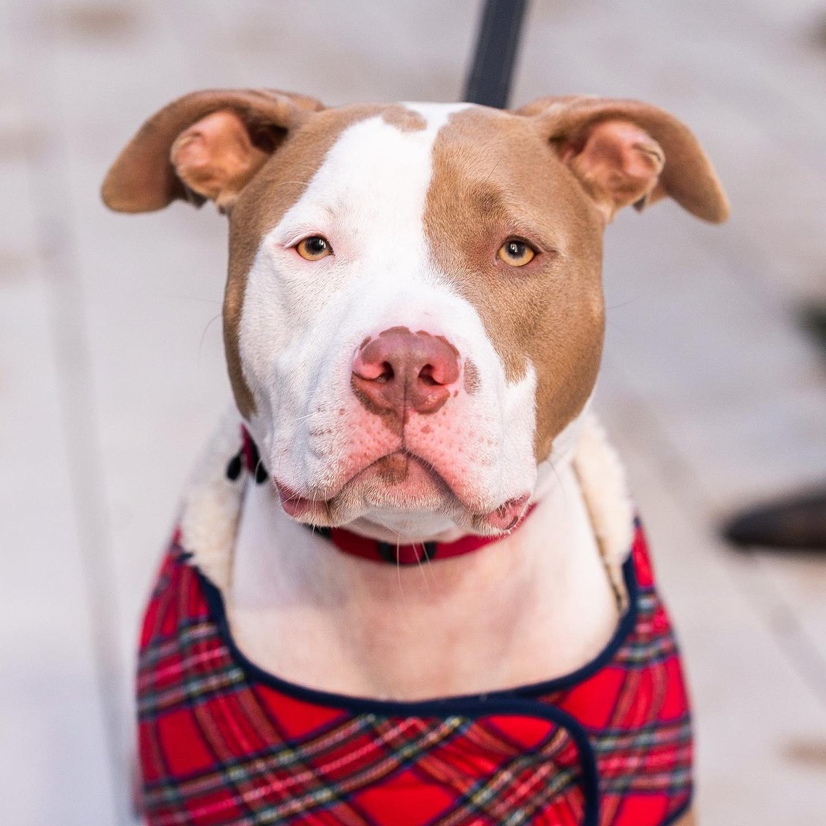 thedogist's tweet photo. Dobby, American Bully mix (2 y/o), Pier 84, New York, NY • “He’s a rescue from Alabama. He came with worms and all, which was fun. Our vet describes him as a lovable dope. He tends to injure himself a lot – he has ‘happy tail’ from wagging it too much.” https://t.co/YI5tFTX9wc