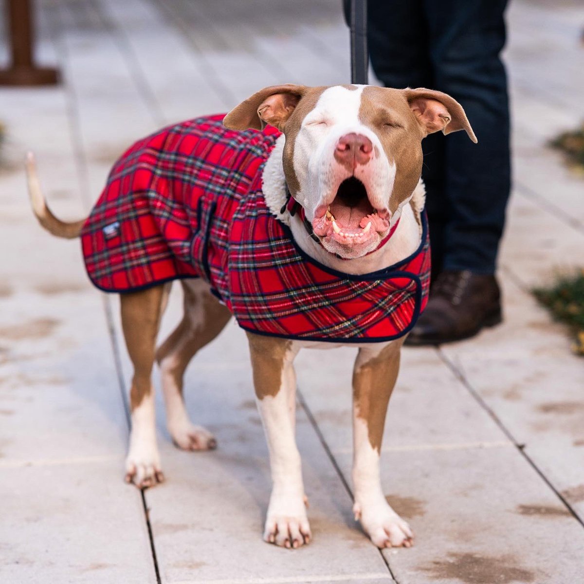 thedogist's tweet photo. Dobby, American Bully mix (2 y/o), Pier 84, New York, NY • “He’s a rescue from Alabama. He came with worms and all, which was fun. Our vet describes him as a lovable dope. He tends to injure himself a lot – he has ‘happy tail’ from wagging it too much.” https://t.co/YI5tFTX9wc