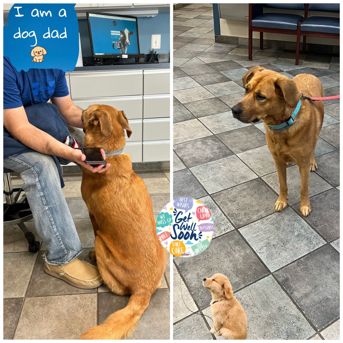 wclarkruns's tweet photo. Surgery Day for our #rescuedog Amber. Please send us prayers and good wishes! 🙏🏼🐾 You can read Amber’s story by visiting the link in my bio. 🥰 Looking forward to posting a happy update soon! #TPLO #GoldretrieverUS #LASPCA https://t.co/HUOpEIyGDq