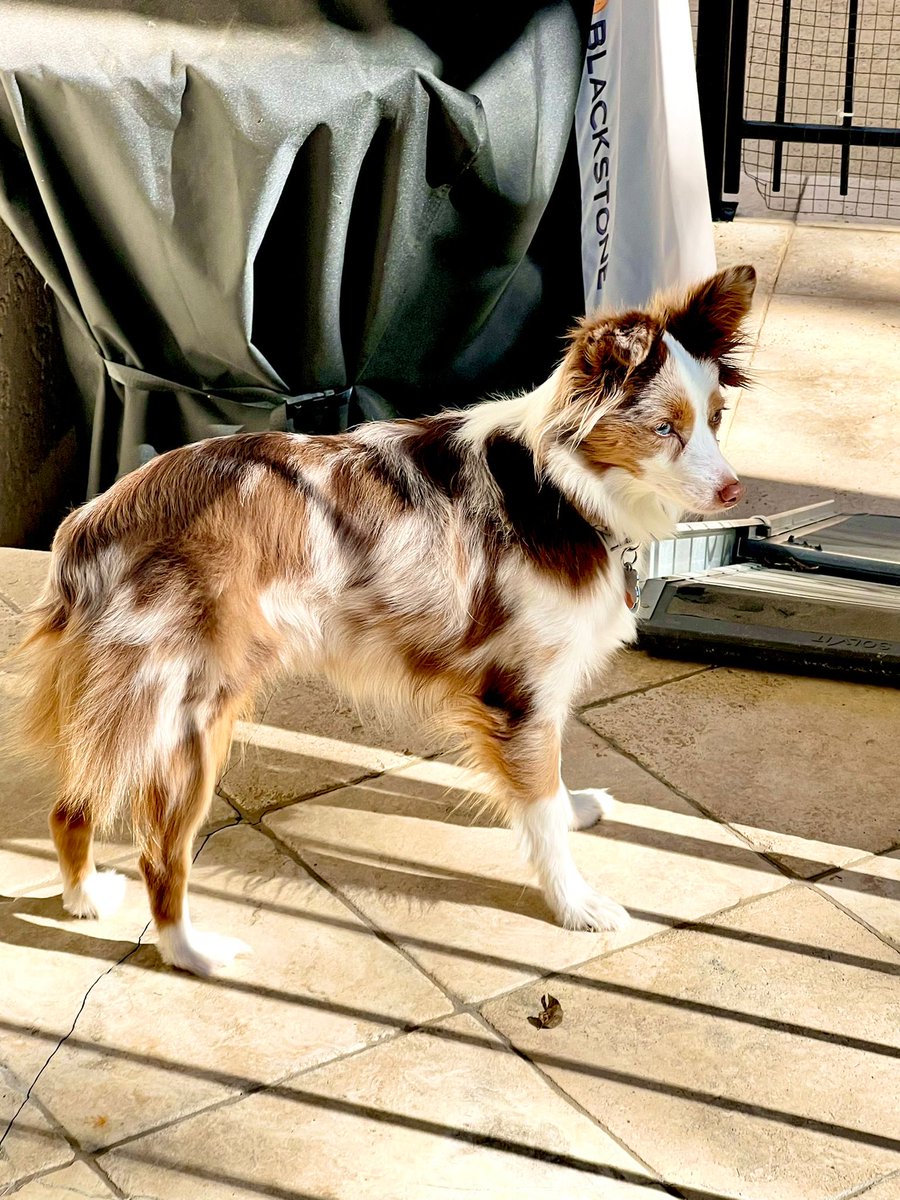 joaniesweeney's tweet photo. Mari striking her best pose 
#AustralianShepherd ❤️ https://t.co/UuezFFcwtd