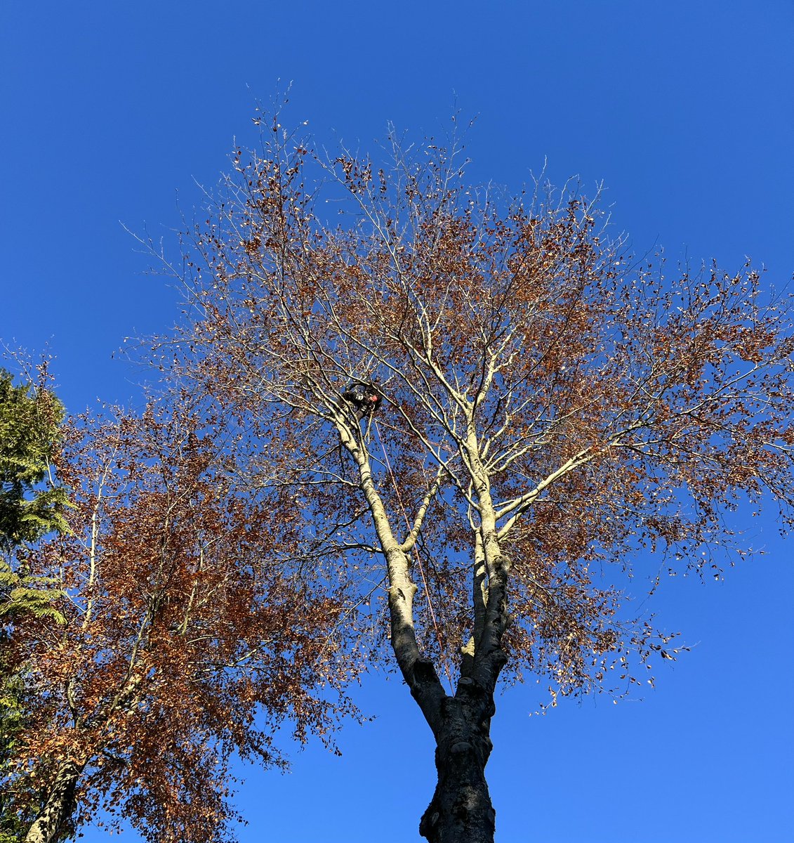 J L Safronick tweet media