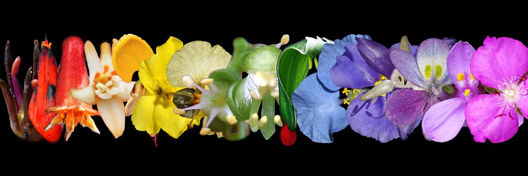 Some amazing plant queers and I are organising a #LGBTQIA section and social for the <a href="/ibc2024/">IBC2024</a>! If you want to contribute/get involved, could you fill in the form bellow?
It'll take less than 5 min and will allow us to plan something awesome.
#QueerInSTEM
 docs.google.com/forms/d/e/1FAI…