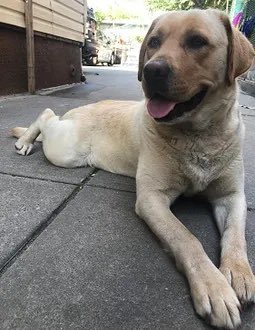 KeithOlbermann's tweet photo. BELLA IS MISSING IN WHITESTONE: Last seen near 20th Ave. between 150th St. and Murray St. She's 86 pounds and chipped: 985112008066744. If you've seen or found her please call 888-466-3242 and PLEASE RT BELLA! https://t.co/OIpyVdsWxi