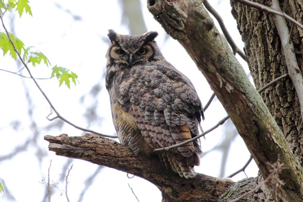 Champaign County Audubon Society tweet media