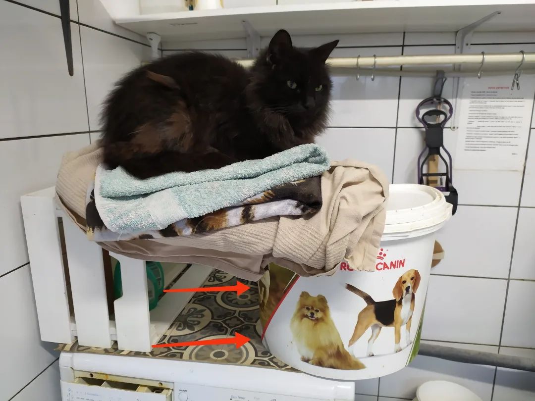 Quand tu essaies de récupérer le seau de croquettes qui était sous #Black, sans te faire amputer, en le faisant glisser tout doucement vers toi, mais que le bougre ne bouge pas d'un cm 🙄🤦
 #PasPaniquéLeMec #DansLeVide #TuTeDemandesCommentIlTientLeType
#AdopteUnZouave