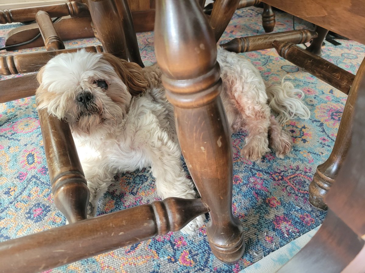 CHIPTheShihTzu's tweet photo. #ChipTip - you can use the chair as a side head rest too 😴
#MondayMotivation #ChipTheShihTzu https://t.co/xn3MlYeZ6z