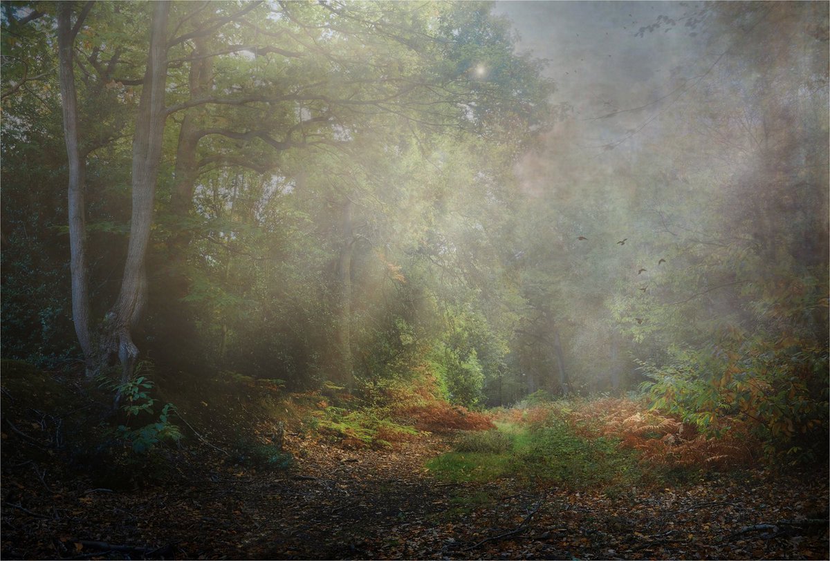 A little Woodland loveliness #englishcountryside #countrysidewalk #_fujilove_ #openspace #woodlandphotography #naturelovers #naturephotograpy #countrysidephotography #fujilove #fujixseries #fujifilm_uk #artthroughalens