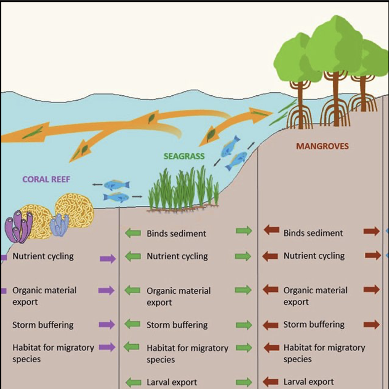 SarahUnderTheC's tweet photo. The perfect #triplethreat of ocean environments is the Mangrove-Seagrass-Coral continuum. The connected #Mangrove #Seagrass and #Coral habitats create an ideal system for nutrient cycling, coastal protection, and trophic diversity. That’s prime #realestate! #GEV4320 @geoenv_nova https://t.co/8lvffe1mYV