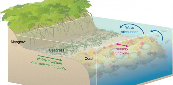 SarahUnderTheC's tweet photo. The perfect #triplethreat of ocean environments is the Mangrove-Seagrass-Coral continuum. The connected #Mangrove #Seagrass and #Coral habitats create an ideal system for nutrient cycling, coastal protection, and trophic diversity. That’s prime #realestate! #GEV4320 @geoenv_nova https://t.co/8lvffe1mYV