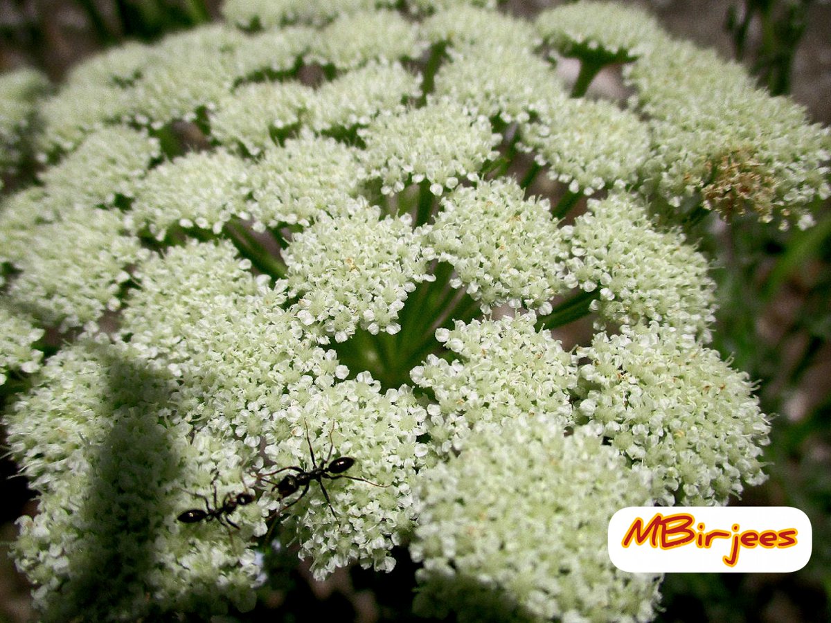 Maimoona Birjees tweet media