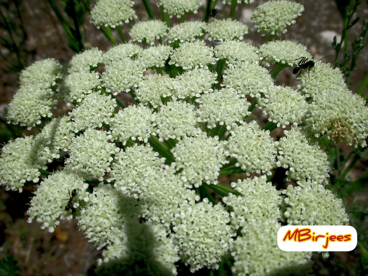 Maimoona Birjees tweet media