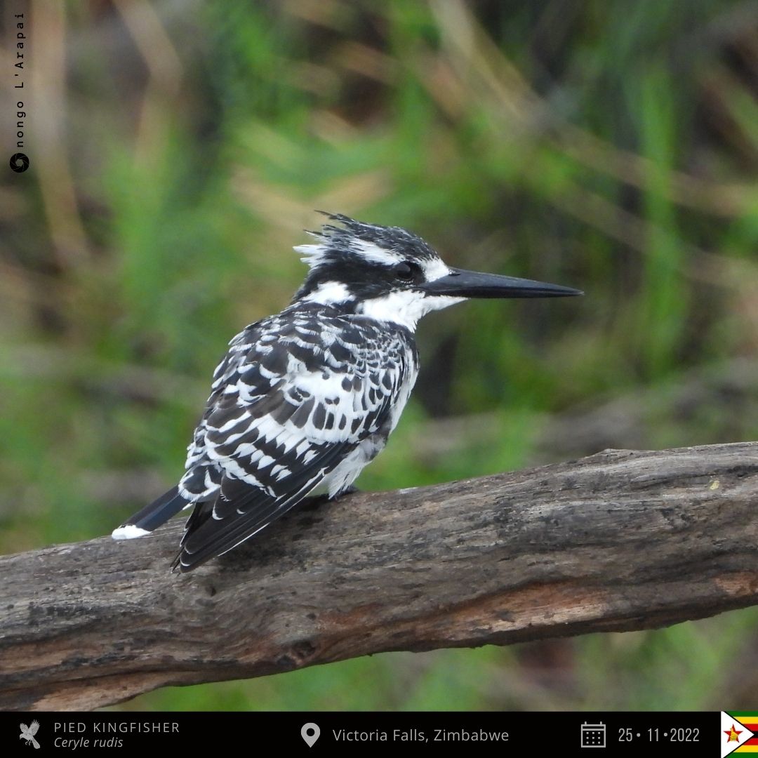 onongo_jonathan's tweet photo. Pied Kingfisher from Victoria Falls, Zimbabwe!
#BirdsSeenIn2022 #BirdsofZimbabwe #birding #TwitterNaturePhotography #nature #birds #birdphotography #birdwatching #NaturePhotography #MyBirdPic #BirdsOfTwitter #photo #ThePhotoHour #photooftheday #PAOC15 https://t.co/7u3erspkpx