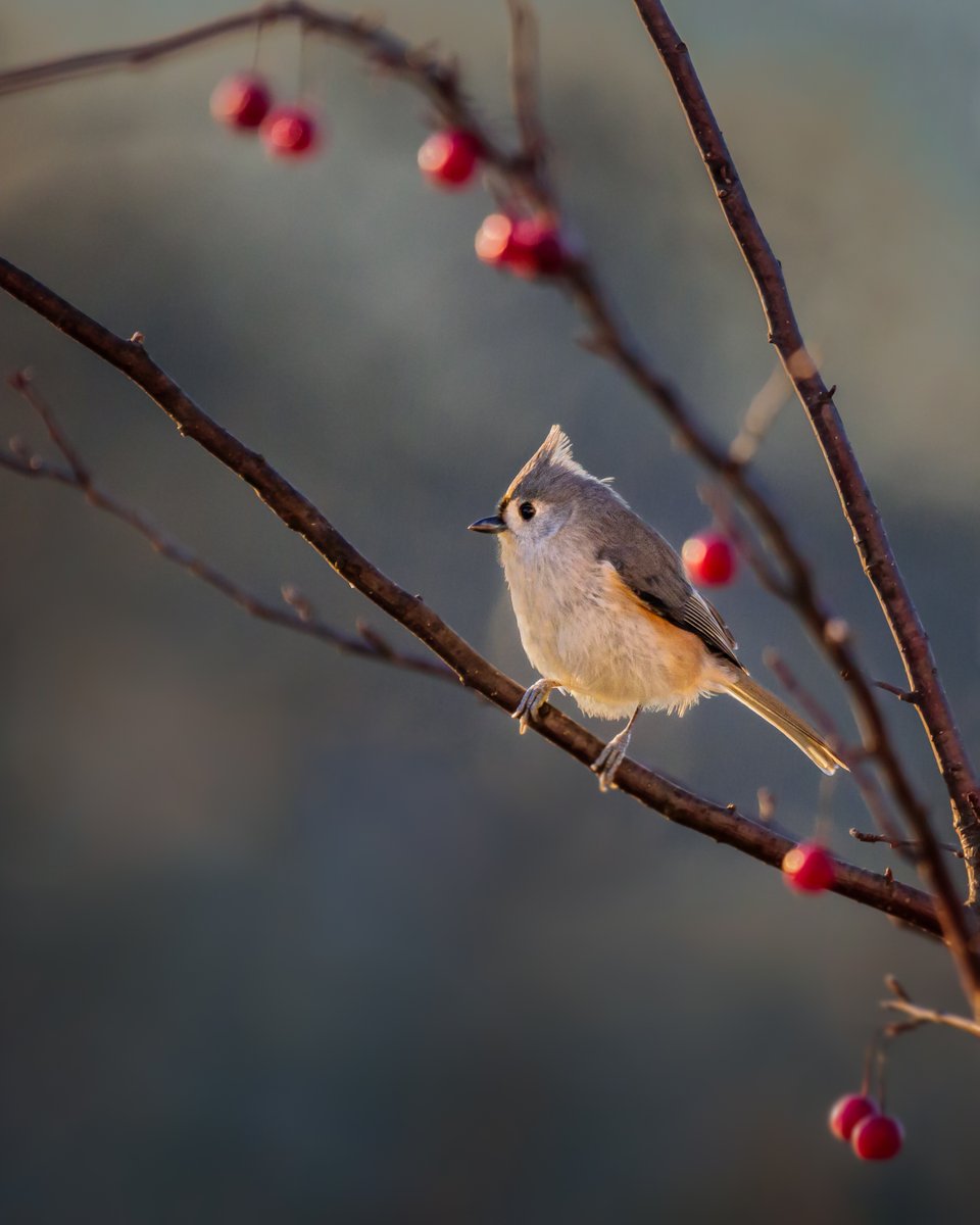 @CanonUSAimaging Tufted Titmouse in the Crabapple Tree
#teamcanon #canon5dmarkiv #canonfavpic #naturephotography