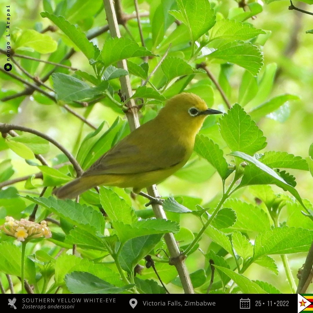 onongo_jonathan's tweet photo. Southern Yellow White-eye from Victoria Falls, Zimbabwe!
#BirdsSeenIn2022 #BirdsofZimbabwe #birding #TwitterNaturePhotography #nature #birds #birdphotography #birdwatching #NaturePhotography #MyBirdPic #BirdsOfTwitter #photo #ThePhotoHour #photooftheday #PAOC15 https://t.co/ToPSVNBosb