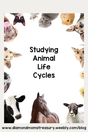 Every animal on Earth has a life cycle - this is the process they go through from when they're born until they die.

Read the full article: How Studying Animals And Watching Them Grow Captures The Interest Of Kids
▸ lttr.ai/4BE3

#learningaboutanimals