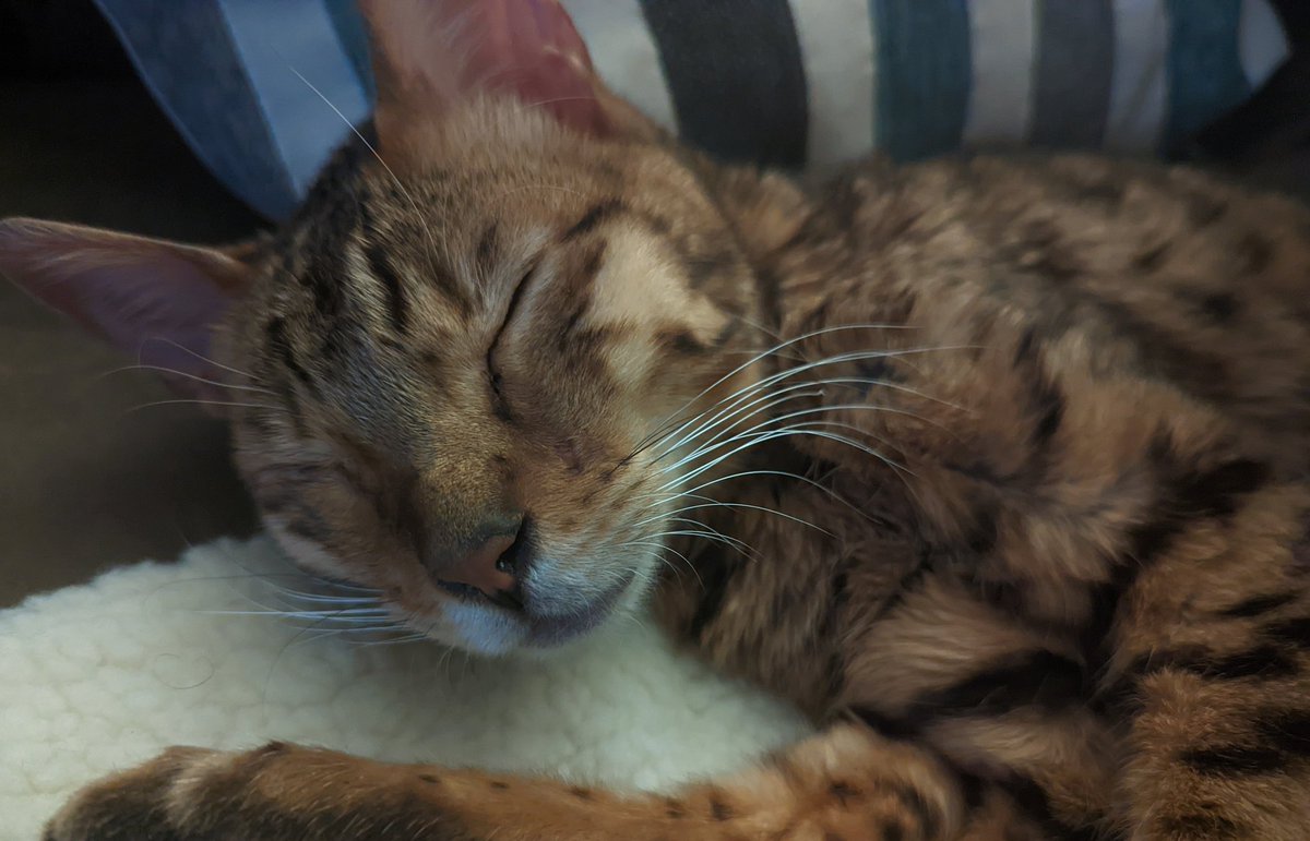 CatNeeson's tweet photo. Went to the Vet today and got checked out. Underweight from being lost outside for two weeks but overall I'm good... Time to eat, drink, and sleep back to my old healthy self❤️ https://t.co/y3uS0CZIAL
