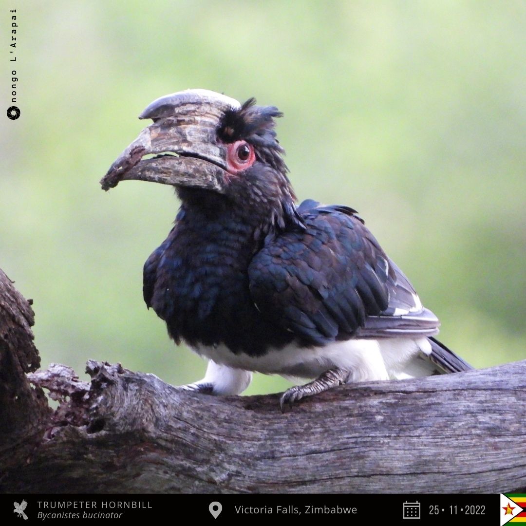 onongo_jonathan's tweet photo. Trumpeter Hornbill from Victoria Falls, Zimbabwe!
#BirdsSeenIn2022 #BirdsofZimbabwe #birding #TwitterNaturePhotography #nature #birds #birdphotography #birdwatching #NaturePhotography #MyBirdPic #BirdsOfTwitter #photo #ThePhotoHour #photooftheday #PAOC15 https://t.co/N79jeooefs